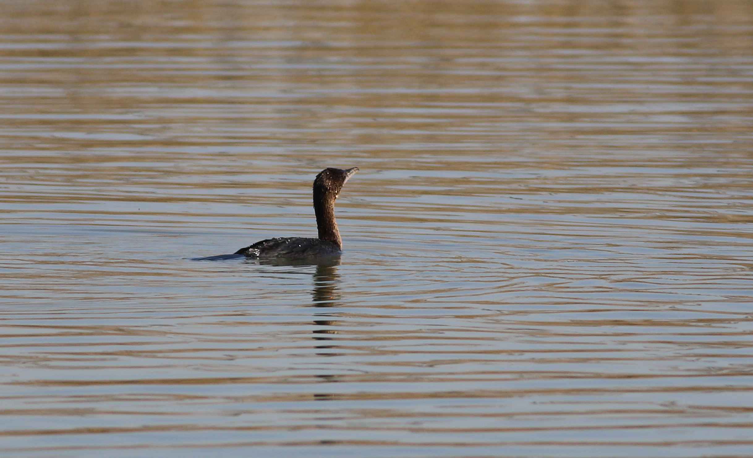 Pygmy Cormorant